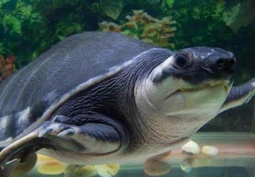 探索龟眼中的世界 龟是否色盲