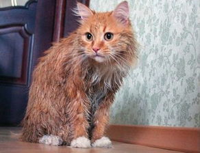 给猫洗澡水温多少合适,猫咪洗澡要剪指甲吗