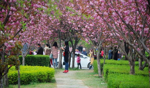 河南最适合赏花的地方,景色迷人不需门票,来一起抓住春天的尾巴