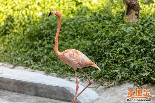 深圳野生动物园国庆人多吗 