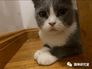 11.7领养信息 6只小猫分别在上海 佛山 宁波 常州 滨州
