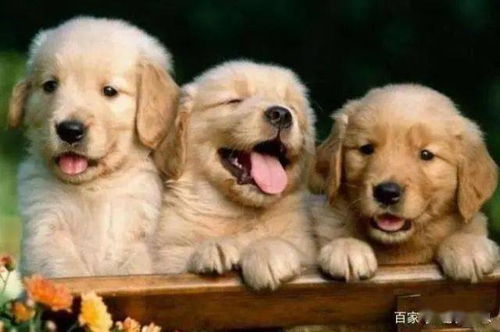 颜值最高的6种狗狗,你觉得是哪一品种 它的呼声最高