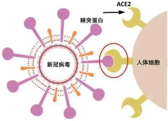 三文鱼会感染新冠病毒吗