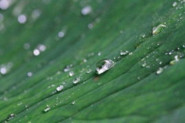 雨中即景中 如何拍摄雨天的温情与趣味 