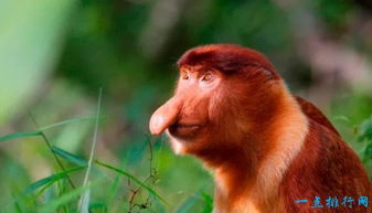 世界上最丑的猴子（世界上最恐怖的猴子图片）