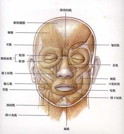 人的鼻子上有肌肉吗 