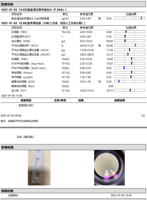 猫咪体温35度是正常的吗（猫咪体温正常范围及保持方法）