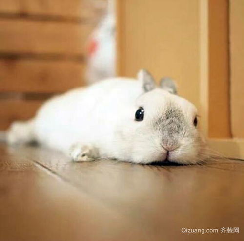 荷兰侏儒兔多少钱一只 荷兰侏儒兔成年后样子丑吗 荷兰侏儒兔脾气超烂 
