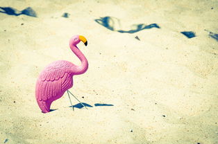 粉红色,天鹅,鸟嘴,玩具,沙,海滩,海洋,海,晚间 