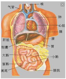 七年级生物人体结构知识彩图