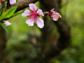 李子花