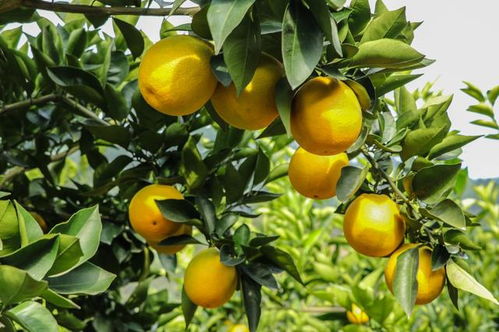 橙子如何育苗，橙子種子種植可以長出橙苗嗎