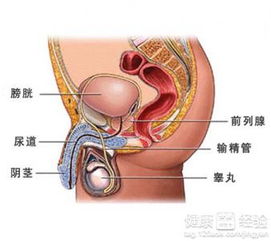 多久一次性生活对前列腺最有利?(多久一次对前列腺好)