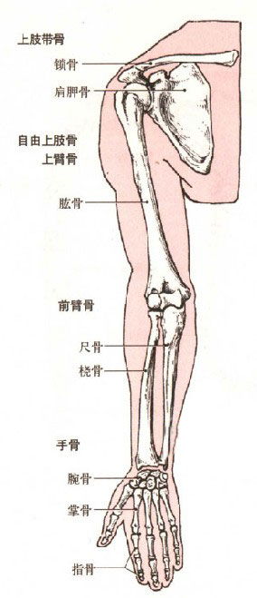 自由上肢骨 米粒分享网 Mi6fx Com