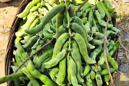 龙爪豆几月份种植合适,八月炸与龙爪豆的区别？
