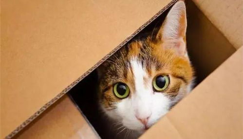 小猫咪钟情纸盒子原因有三,或许对纸盒不仅是喜欢,而是需要