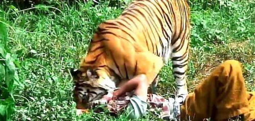 女子照顾老虎10年,老虎却一口咬住女子胳膊,镜头记录全过程