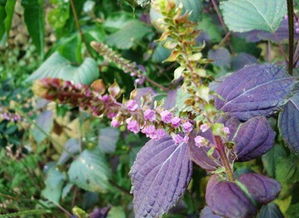 阳台紫苏的种植方法–花百科