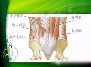 腰部重要的特点