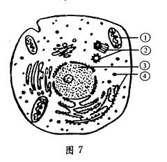 图7是高等动物细胞亚显微结构示意图.请据图回答 1 合成血红蛋白的场所是 . 2 进行有氧呼吸的主要场所是 . 3 ②所示结构的功能与动物细胞 过程中纺锤体的形成有关 