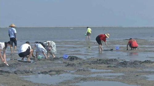 赶海耙螺谁最叻 金海湾红树林景区里决高低