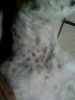狗狗身上长了黑色的小斑点是怎么回事啊 10 我家的狗狗身上很多跳虱,就把它的毛给剪掉了,过了大概一个星期它身上长了好多黑色的斑点,这是怎么回事啊,是不是生病了 要怎么治疗 