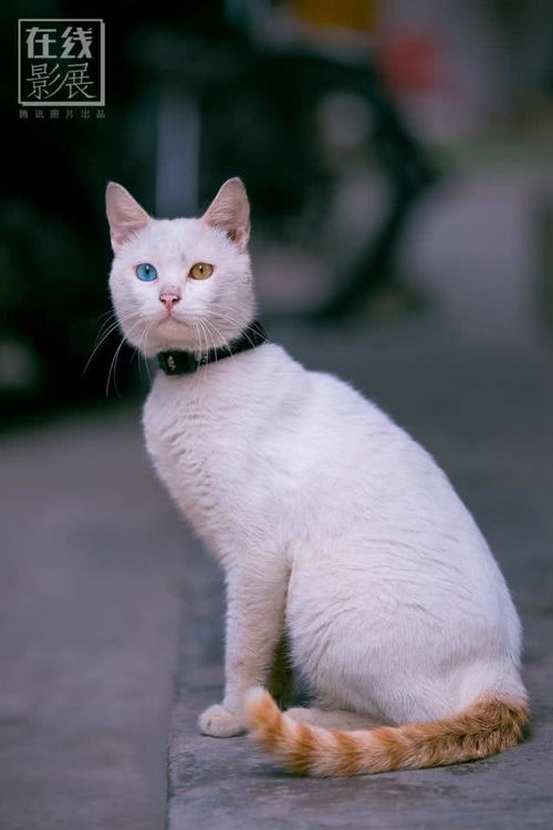 在线影展 中国最有名的猫写真摄影师 30张年度猫片任你撸