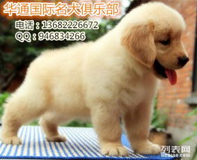 图 广州信誉可靠的犬舍在哪里广州哪里有卖纯种金毛犬 广州宠物狗 