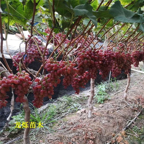 克伦生葡萄种植技术及技巧,克伦生葡萄适合家庭种植吗