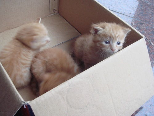 三只小奶猫求领养 