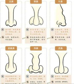 所有种类的鼻子 亚洲 最好带图 