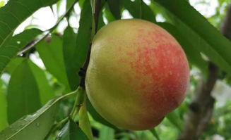 摘的第一颗桃竟然被鸟吃了,气 桃子 