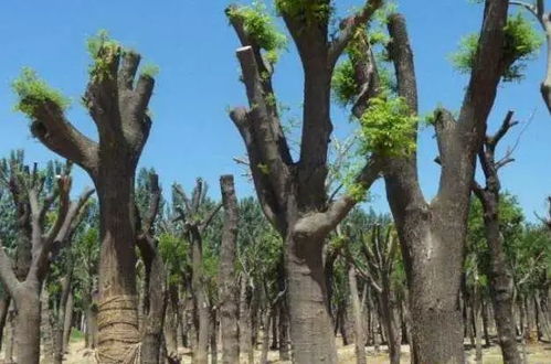 树木移植时,土球包扎物到底该不该解