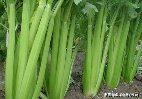 芹菜根腐病怎样处理 芹菜烂根怎么治 芹菜黄叶死苗的防治方法