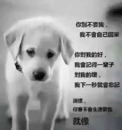 我想养只狗