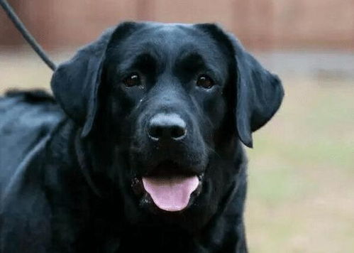 黑色 的拉布拉多犬,为什么很多人想养 这几点是原因