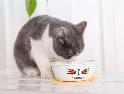 长毛猫吃什么牌子的猫粮更好 猫粮排行榜推荐