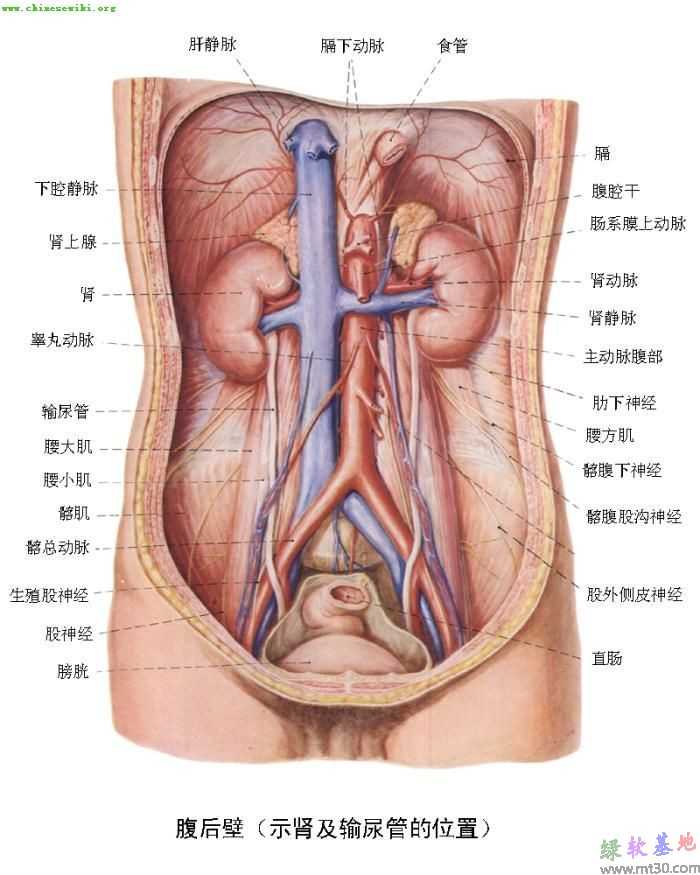 人体内脏位置分布解剖示意图 彩图注解 