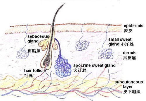 人类进化褪去满身毛发,只留下了头发和局部体毛,究竟是什么原因