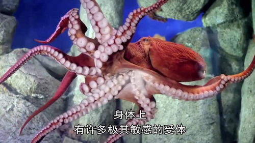 为什么说章鱼是外星生物 