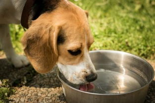 狗狗肠炎到底能不能吃东西喝水 