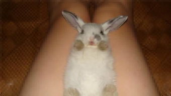 兔子能不能洗澡阿 