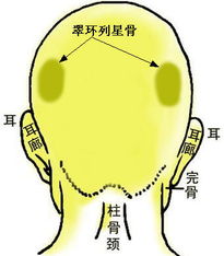 骨相大全 翠环列星骨 