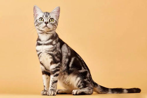 据说这9个品种的猫咪寿命最长,快来看看有没有你家的小可爱呢