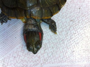 我的巴西龟脖子溃烂是怎么照造成的 怎么治疗 怎么防治 