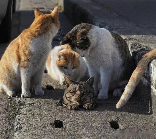 一群猫咪围在下水道旁,其他喵 我们不笑你,就瞅瞅,真的不笑