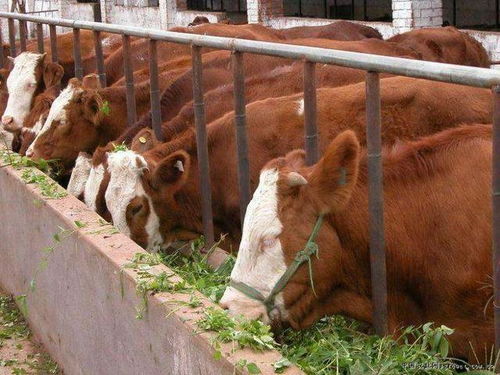 牛的利润在4000以上,养牛比养猪赚钱,为什么农民不愿意养