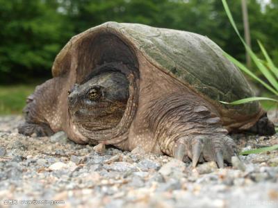 鳄龟苗一年能长多大 