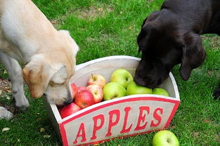 狗狗十大禁忌水果,狗狗不能吃的6大水果？