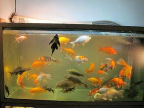 鱼缸里的金鱼为什么老撞鱼缸壁 
